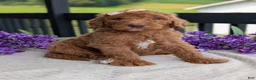 Goldendoodle dogs for sale: Miss Daisy - Ad 21