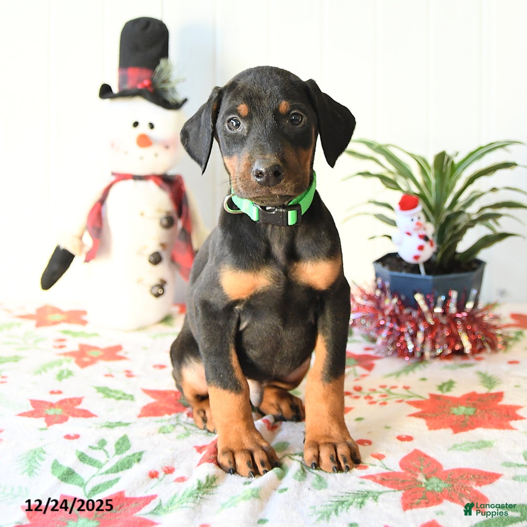 Doberman Pinscher dogs for sale: Bill - Ad 1
