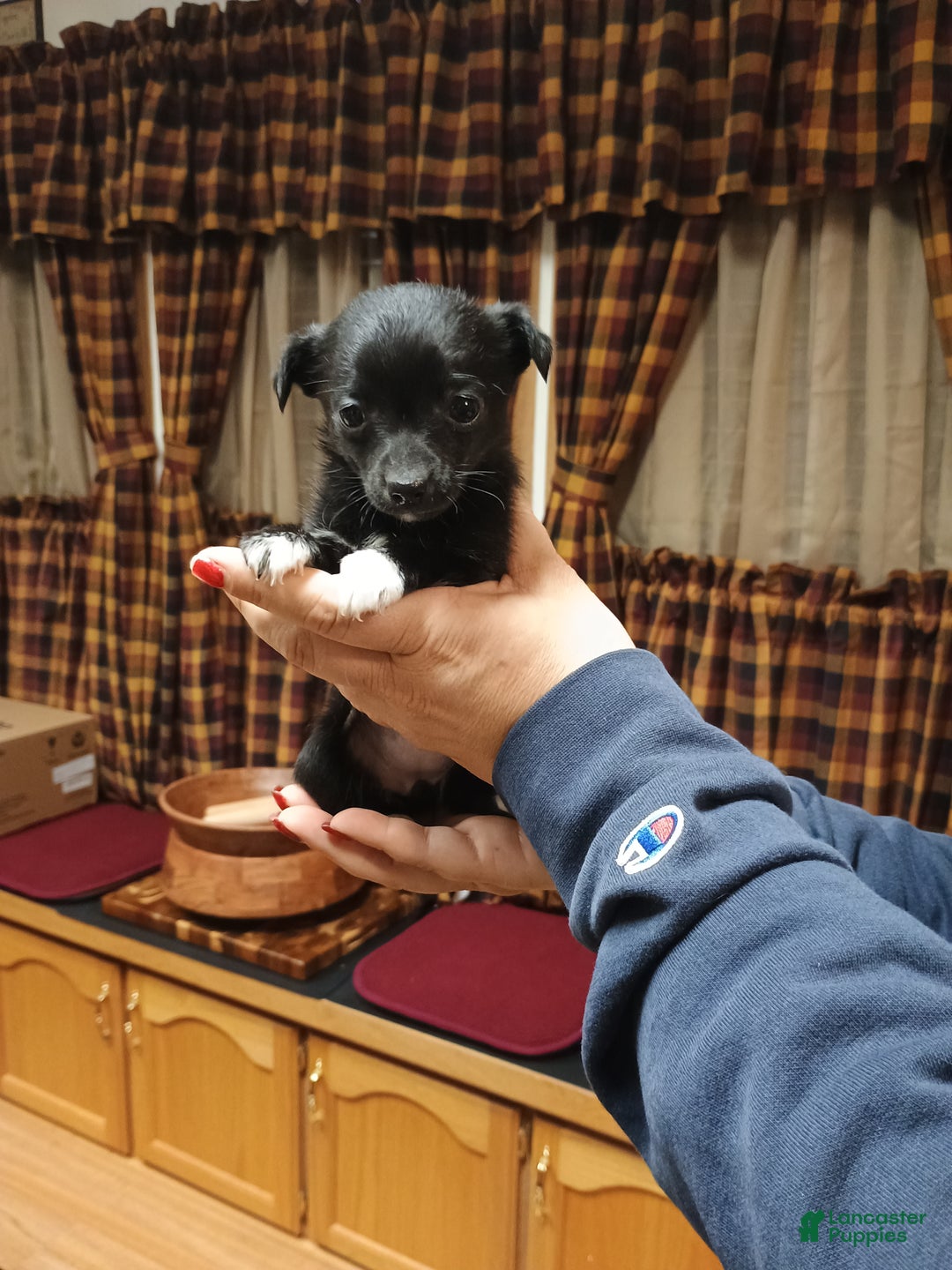 Chihuahua dogs for sale: Pixie - Ad 2