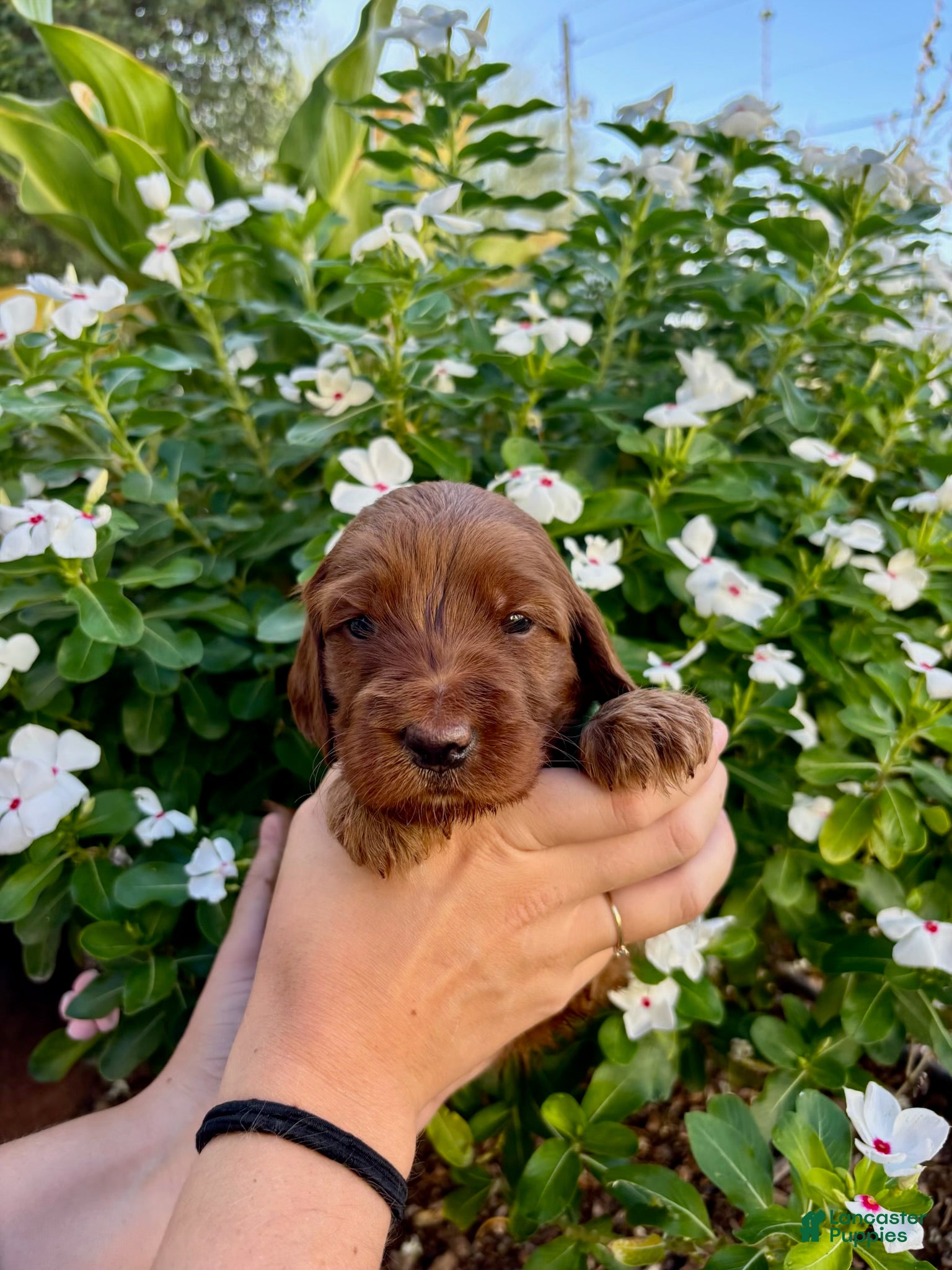 Irish Doodle dogs Irish Doodle Puppy- Ariel - Ad 1