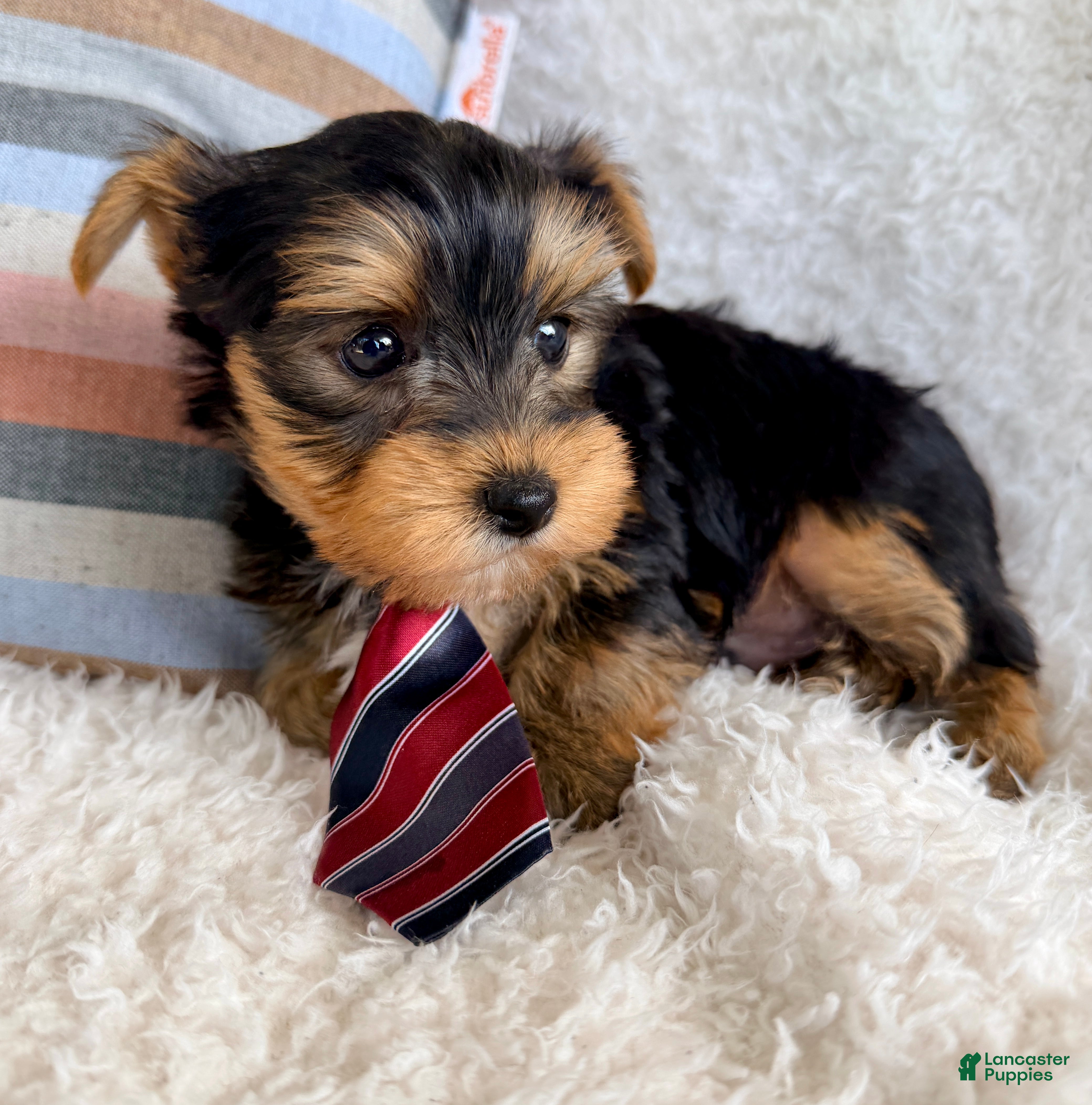Yorkshire Terrier dogs Jude - Ad 2