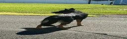 German Shepherd dogs for stud: Sebastian  - Ad 6