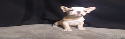 French Bulldog dogs for sale: Sandy - Ad 5