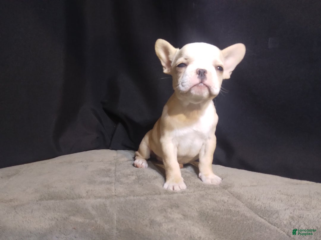 French Bulldog dogs for sale: Sandy - Ad 5