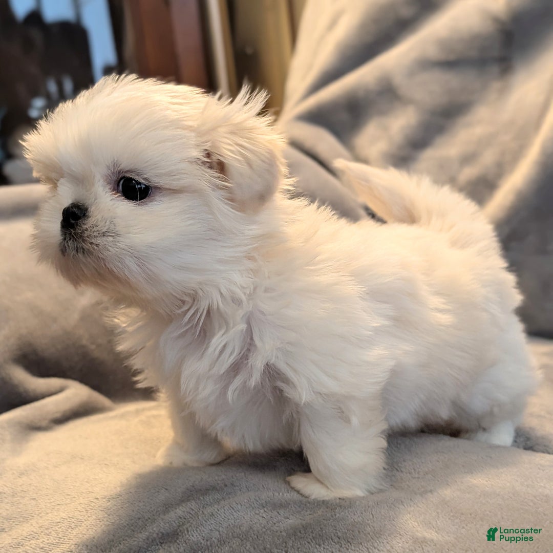 Shih Tzu dogs for sale: Sparrow - Ad 3