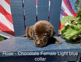 Labrador Retriever dogs Labrador Retriever Female 2 - Ad 12