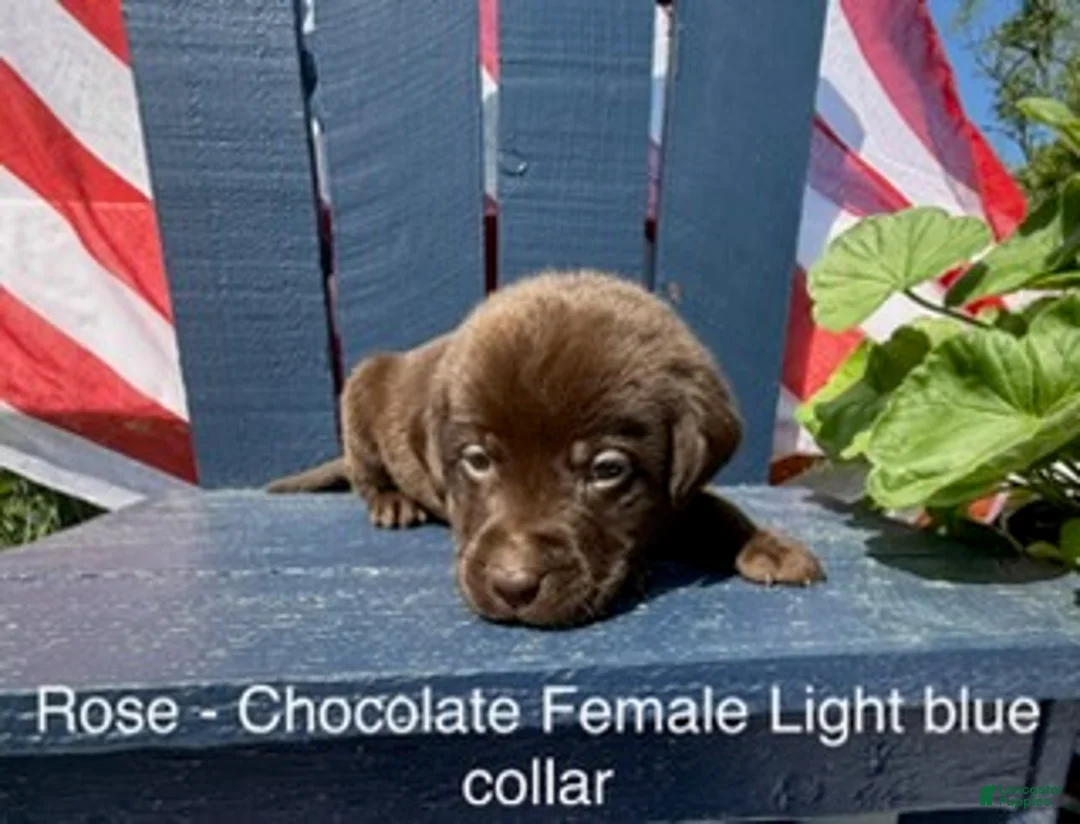 Labrador Retriever dogs for sale: Labrador Retriever Female 2 - Ad 1