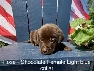 Labrador Retriever dogs Labrador Retriever Female 2 - Ad 12