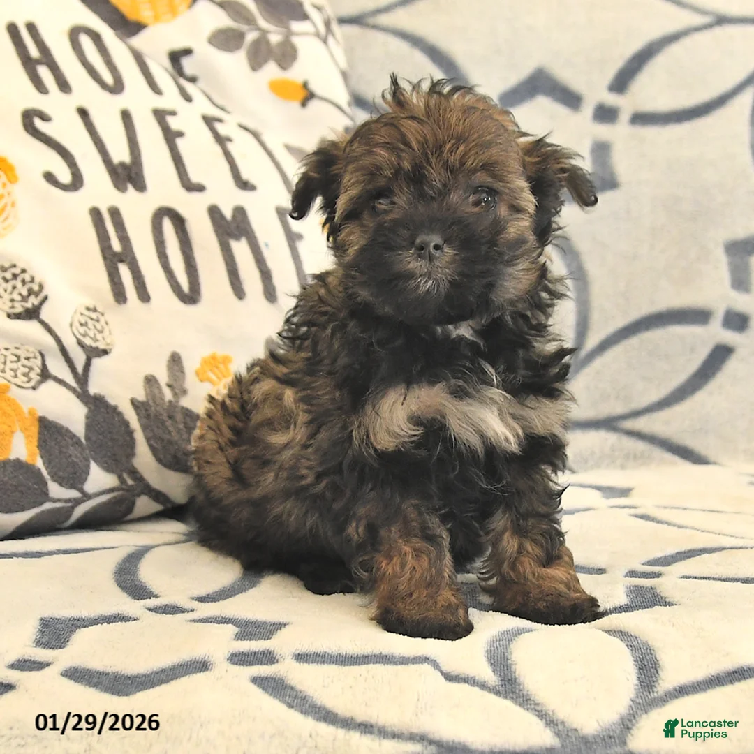 Mixed Breed dogs for sale: Piper - Ad 2