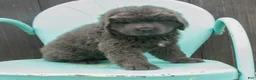 Newfoundland dogs for sale: Delilah - Ad 4