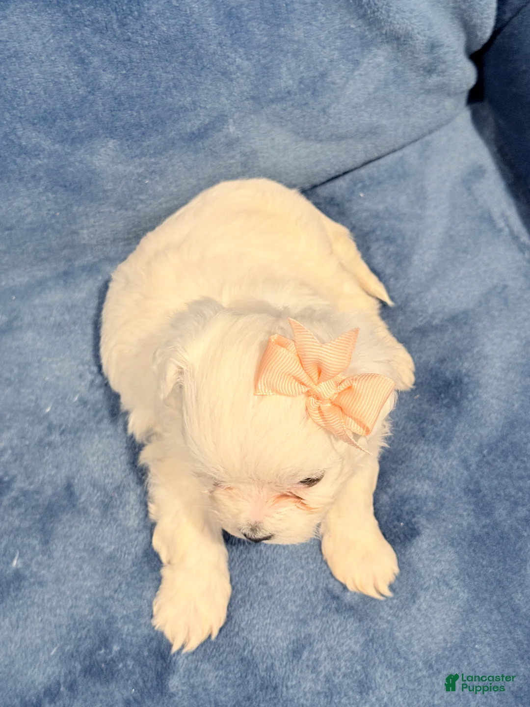 Maltipoo dogs for sale: Maltipoo Puppy 2 - Ad 5