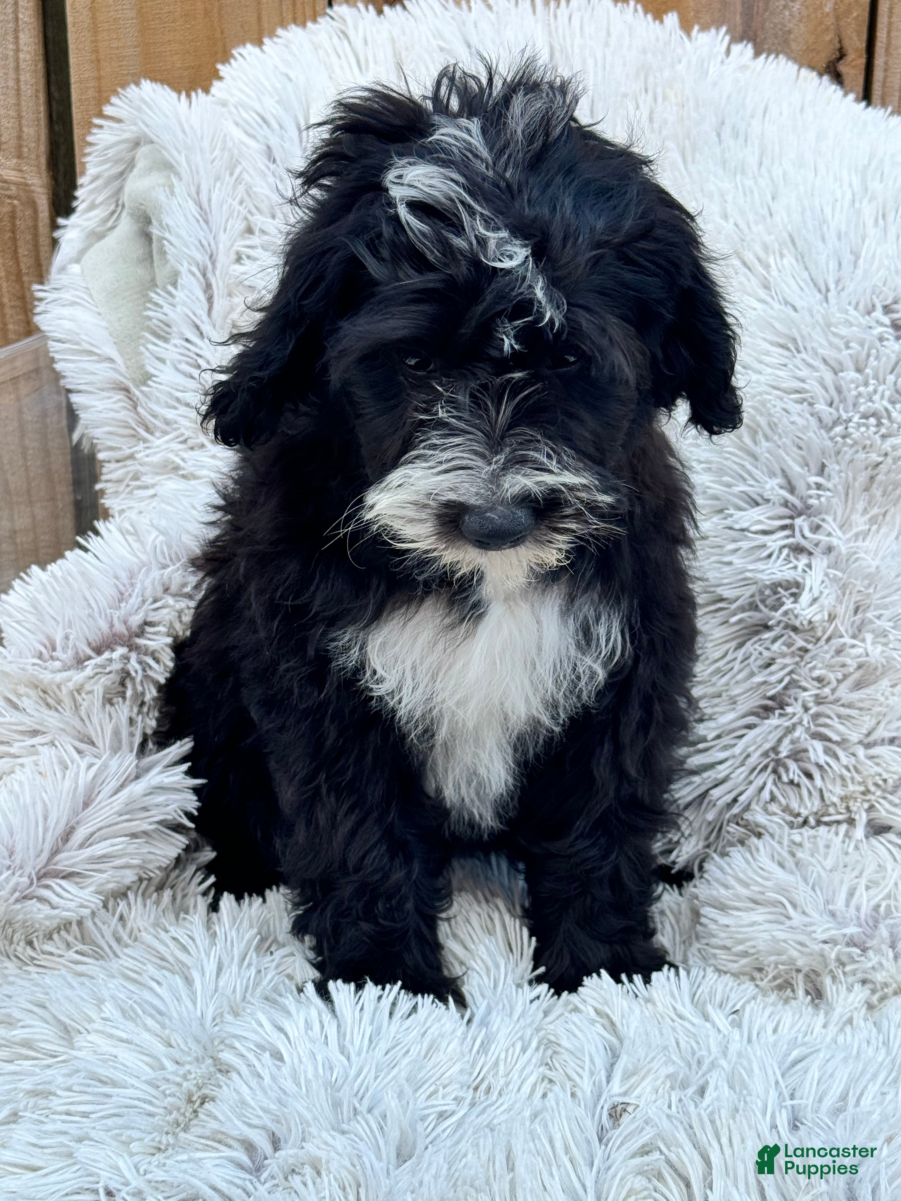 Mini Bernedoodle dogs Nova - Ad 5