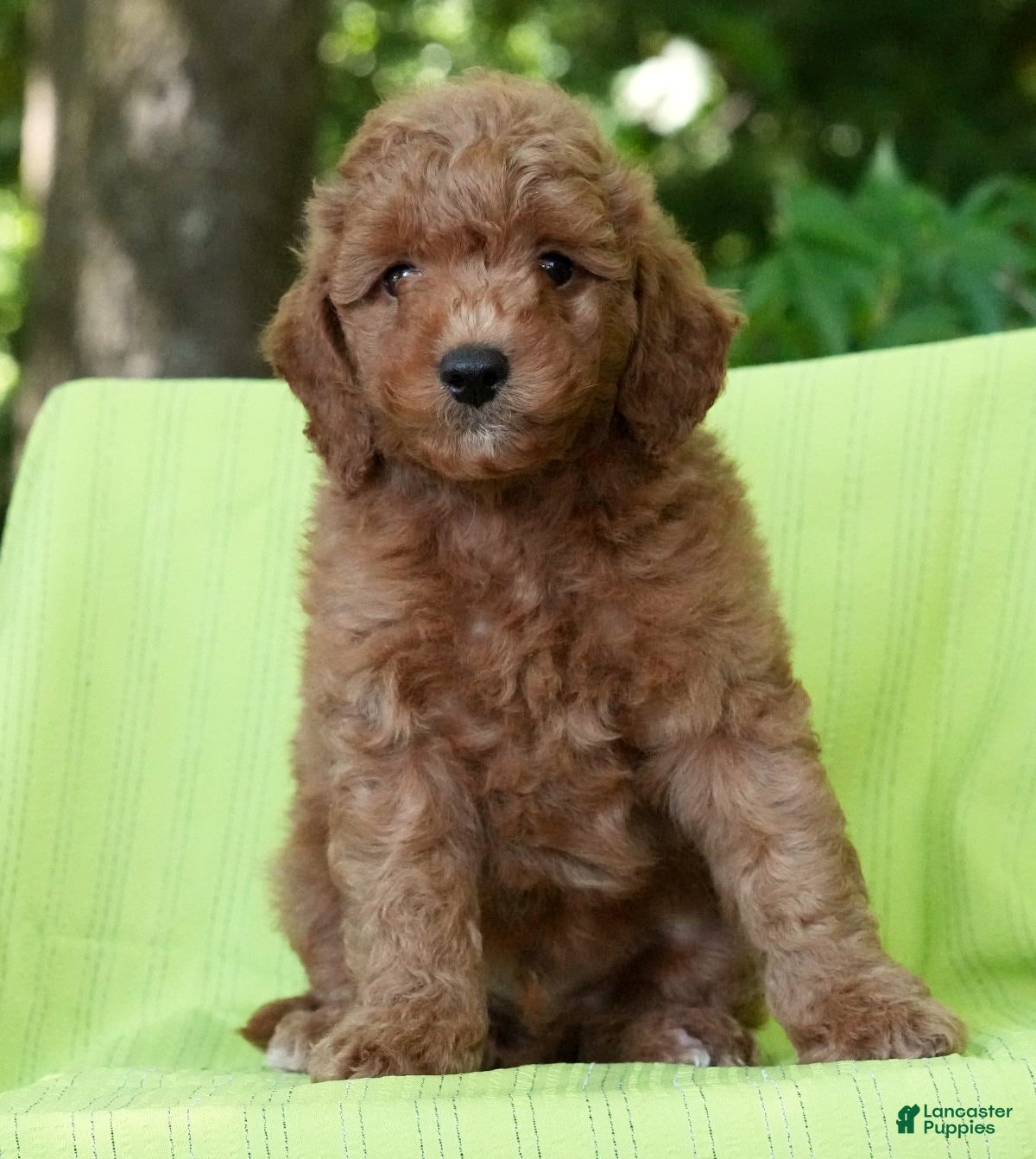 Mini Goldendoodle dogs Camden - Ad 1