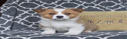 Welsh Corgi Pembroke dogs for sale: Hopscotch - Ad 4