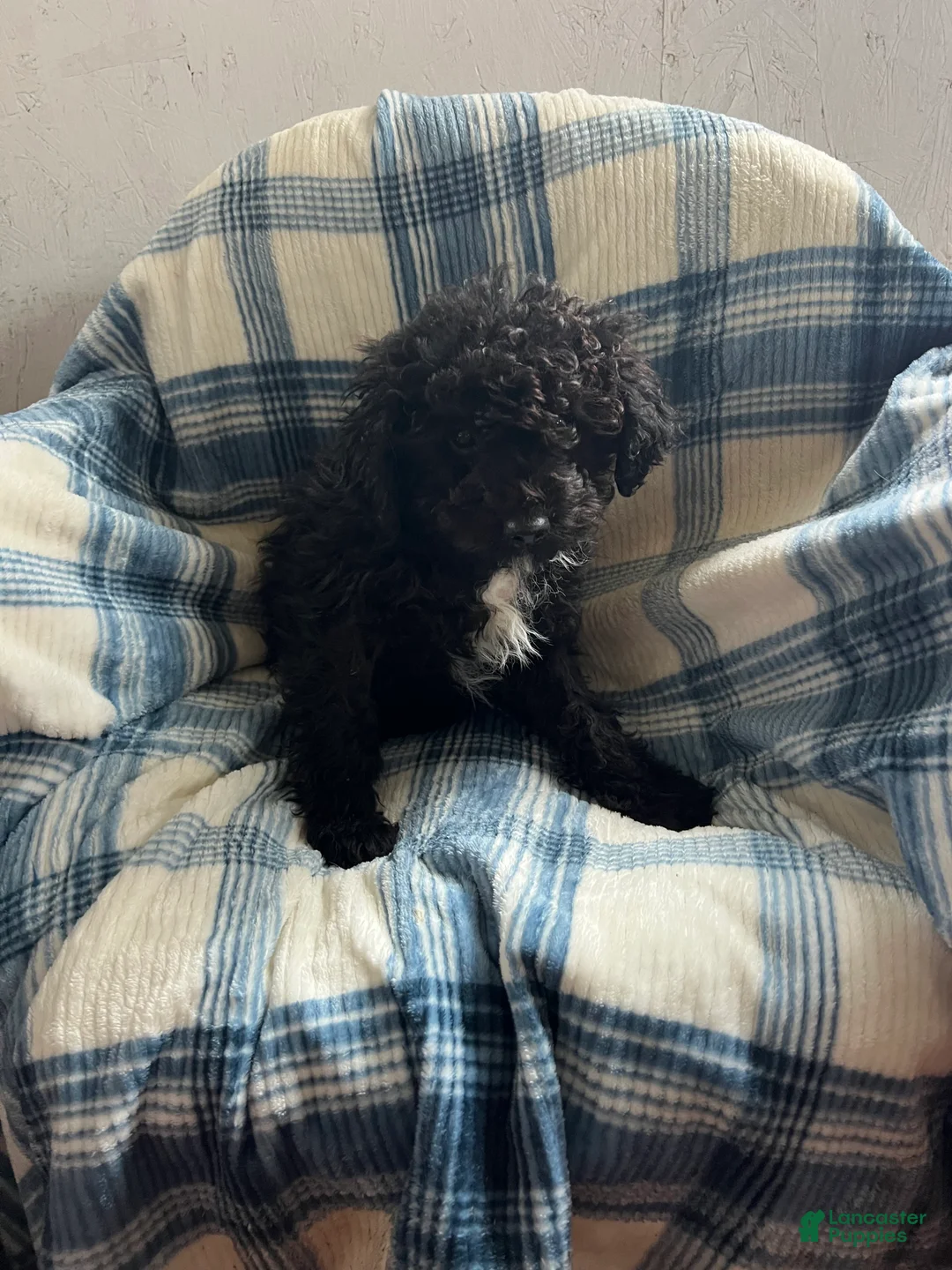 Goldendoodle dogs for sale: Mid-Night - Ad 1