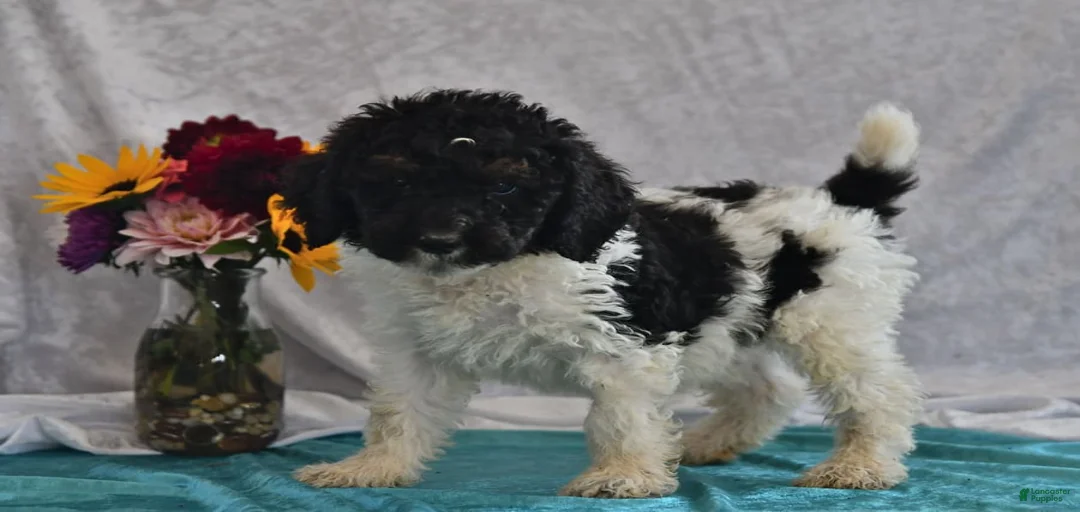 Gallery Image {{count}}