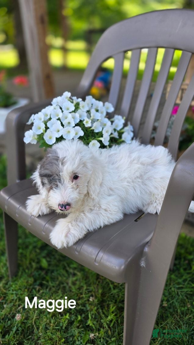Goldendoodle dogs Maggie - Ad 2