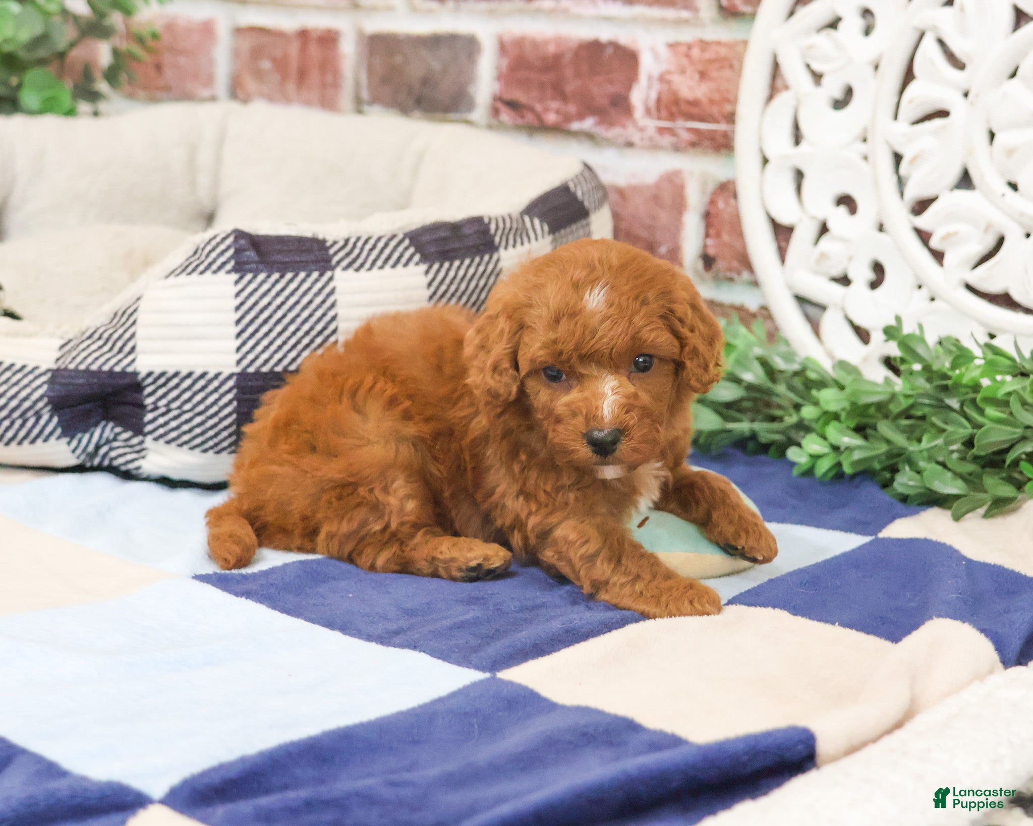Cavapoo dogs Strudel - Ad 38