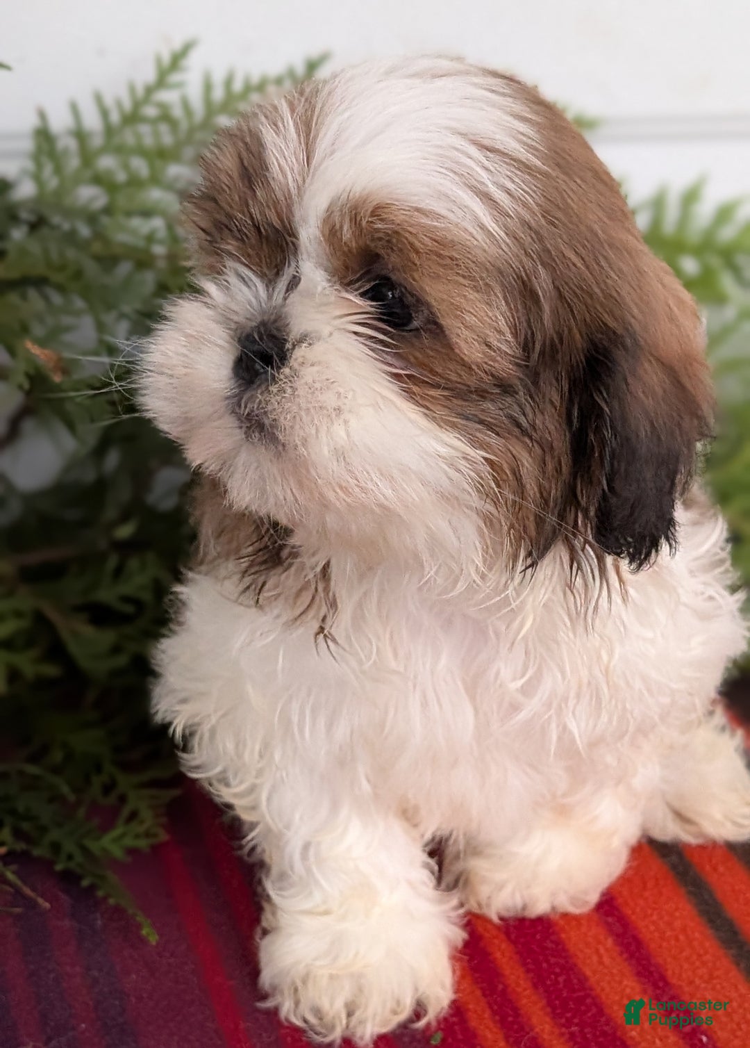 Shih Tzu dogs for sale: Bandit - Ad 4