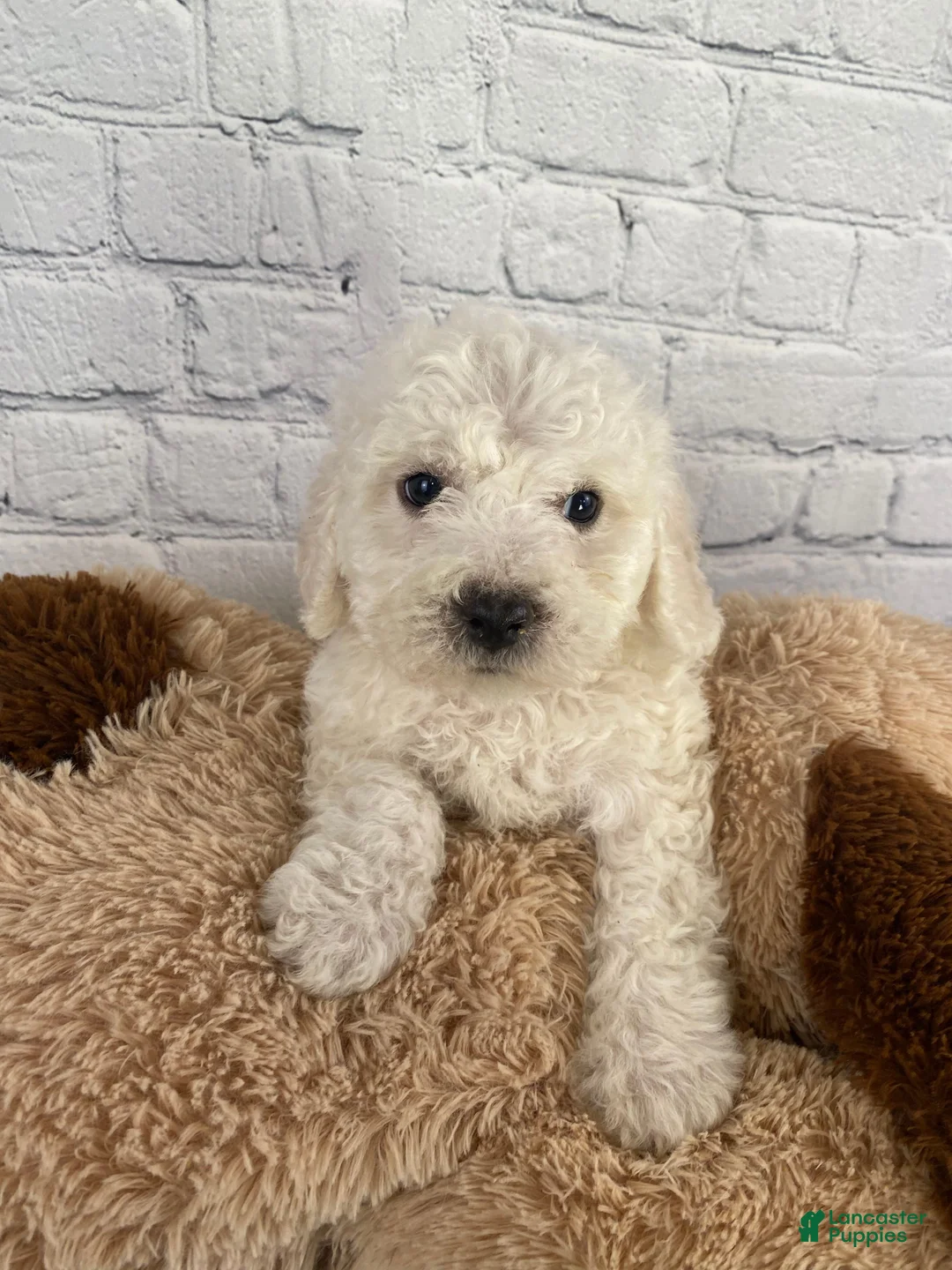Bichon Frise dogs for sale: Ranger - Ad 8