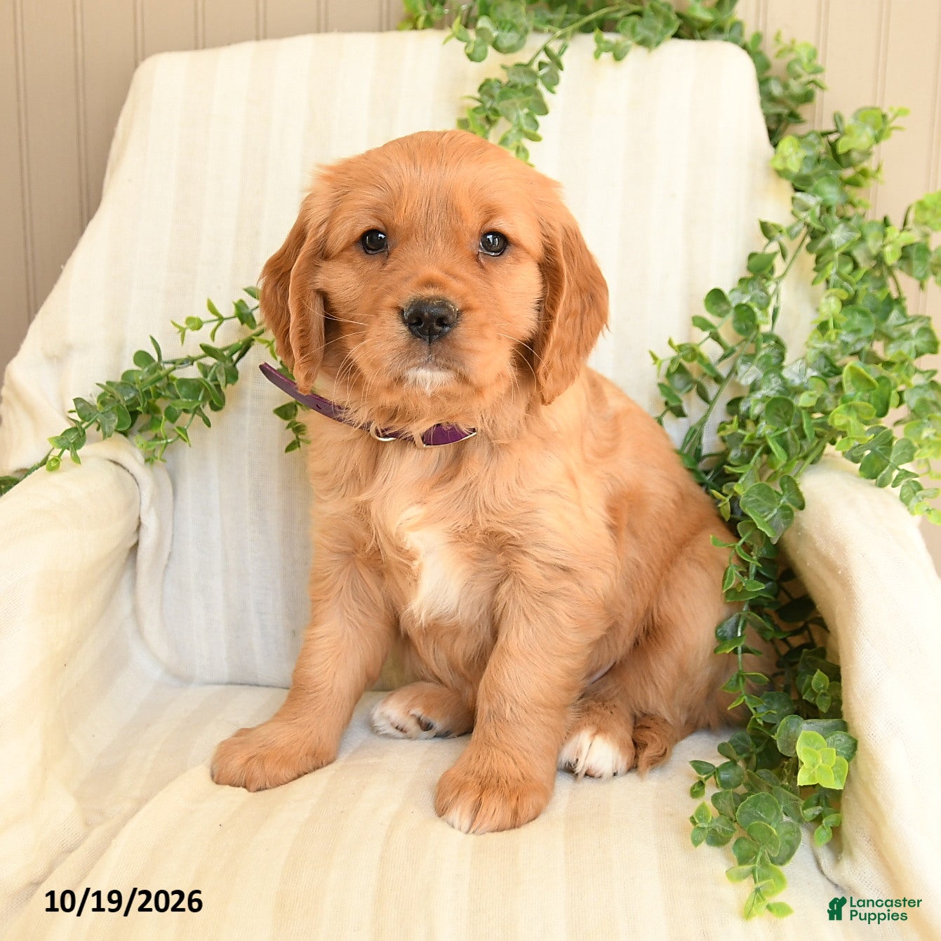 Miniature Golden Retriever dogs for sale: Mimmy - Ad 4