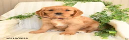 Miniature Golden Retriever dogs for sale: Mimmy - Ad 1