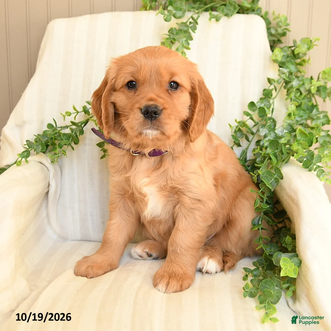 Miniature Golden Retriever dogs for sale: Mimmy - Ad 1