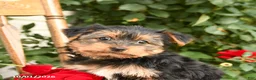 Yorkshire Terrier dogs for sale: Waffles - Ad 5