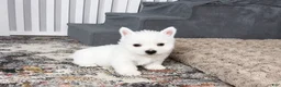 West Highland Terrier dogs for sale: Jalon - Ad 7