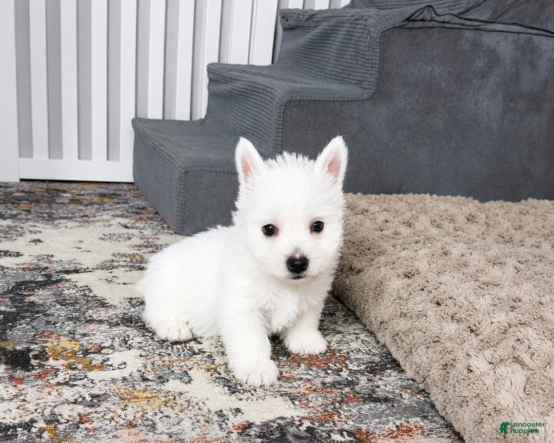 West Highland Terrier dogs for sale: Jalon - Ad 7