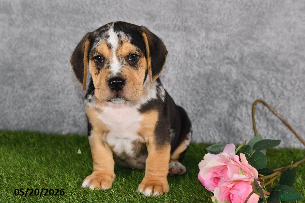 Beabull dogs Treyson - Ad 1