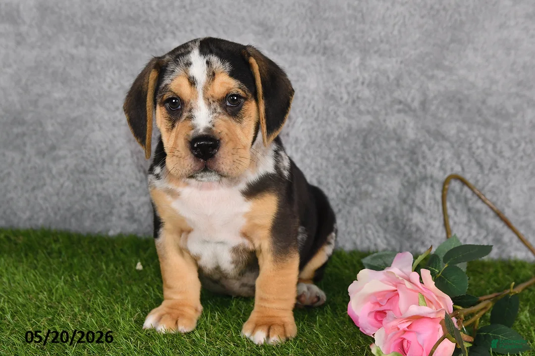 Beabull dogs for sale: Treyson - Ad 1