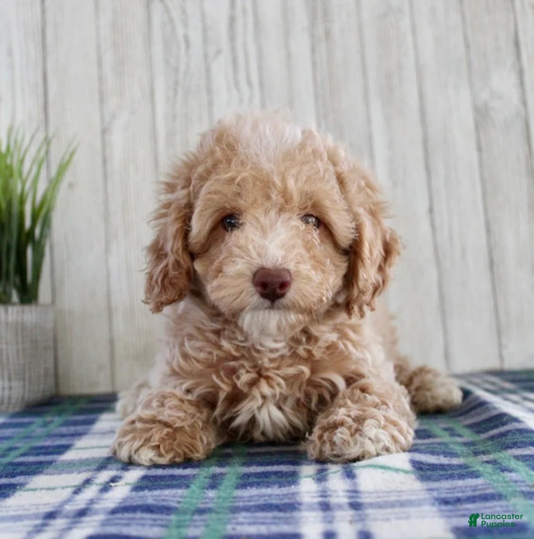 Maltipoo dogs for sale: Ziva - Ad 2
