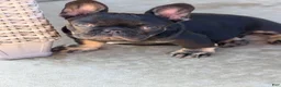 French Bulldog dogs for sale: Meridius - Ad 3