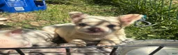French Bulldog dogs for sale: French Bulldog Puppy 5 (fluffy) - Ad 4