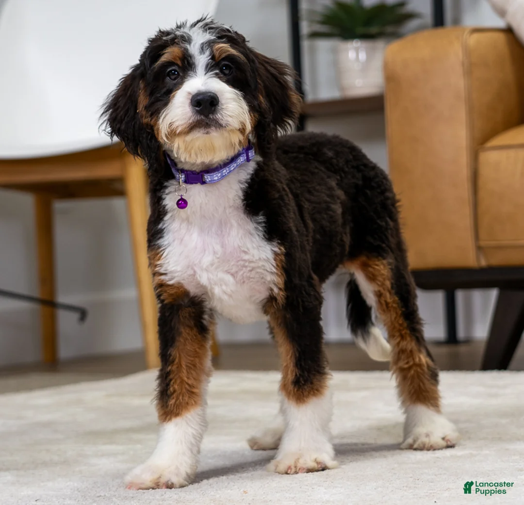 Mini Bernedoodle dogs for sale: Minnie - Ad 1