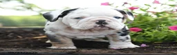English Bulldog dogs for sale: Jinx - Ad 2