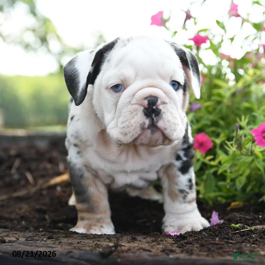 English Bulldog dogs for sale: Jinx - Ad 2