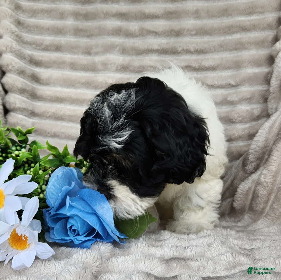 Shihpoo dogs for sale: Carter - Ad 13