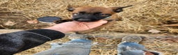 Belgian Malinois dogs for sale: Light Blue - Ad 7