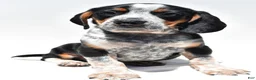 Beagle dogs for sale: Roger - Ad 4