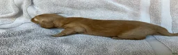 Miniature Dachshund dogs for sale: DAWWG POUND’S POCKET-SIZED QB - Ad 12