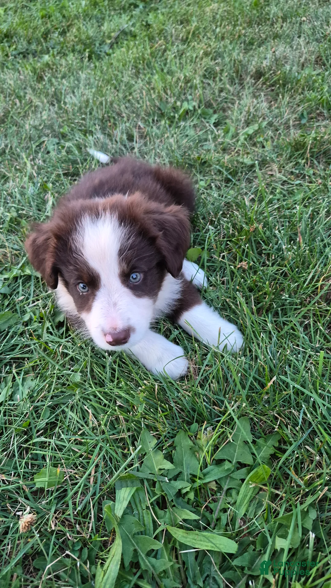 Australian Shepherd dogs for sale: Eliza, A.U. 9 - Ad 2