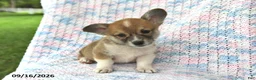 Welsh Corgi Pembroke dogs for sale: Alfie - Ad 3