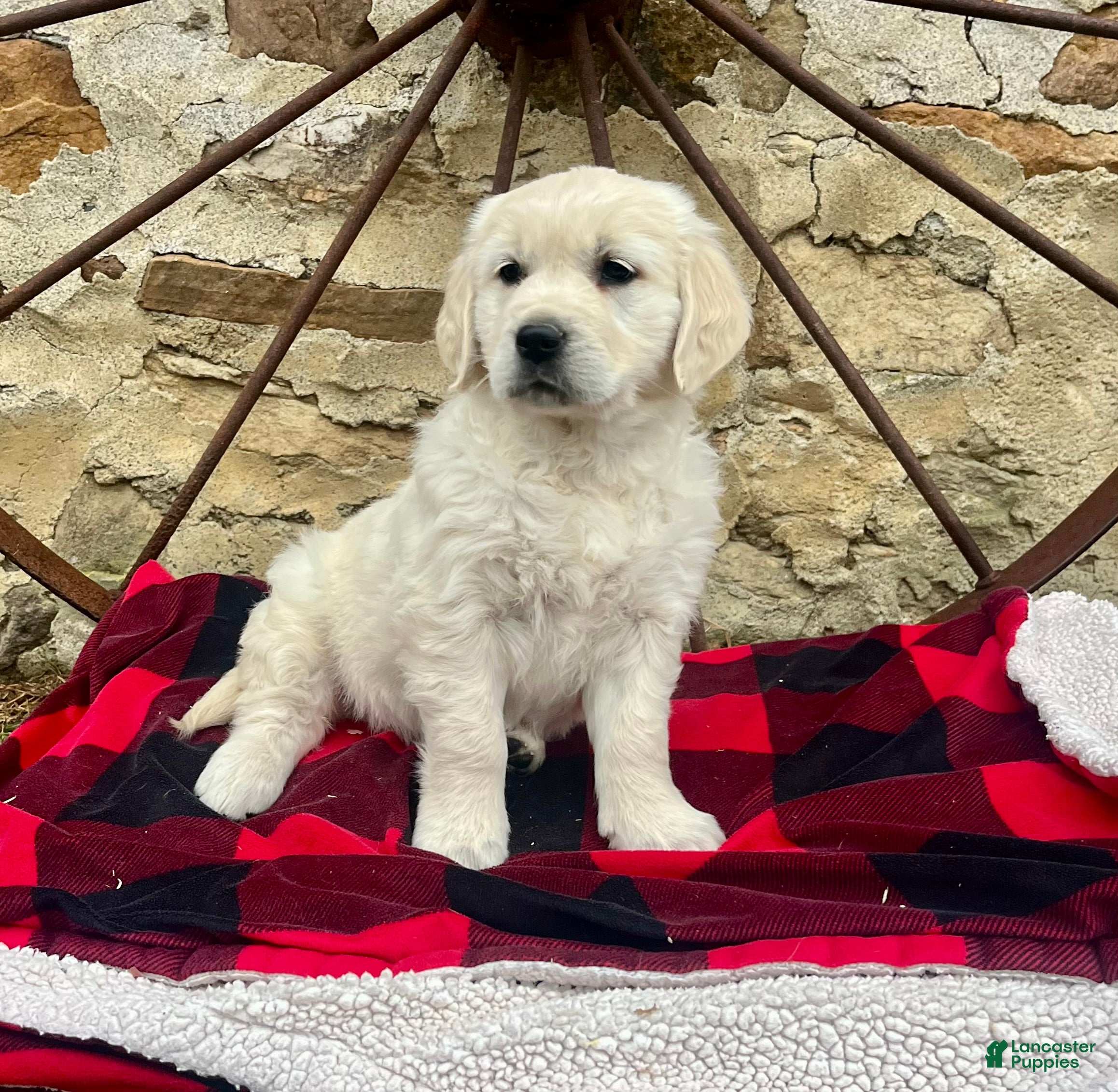 Golden Retriever dogs for sale: Pearl🐾❤️AKC Registered🐾Text or Call 717-837-3587 - Ad 1