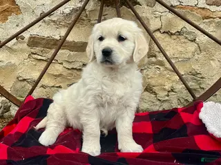 Golden Retriever dogs for sale: Pearl🐾❤️AKC Registered🐾Text or Call 717-837-3587 - Ad 1