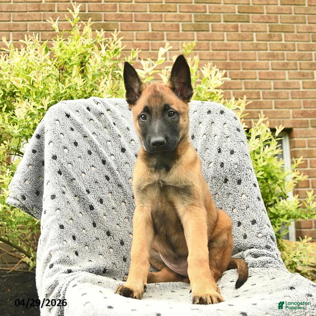 Belgian Malinois dogs for sale: Trixie  - Ad 1