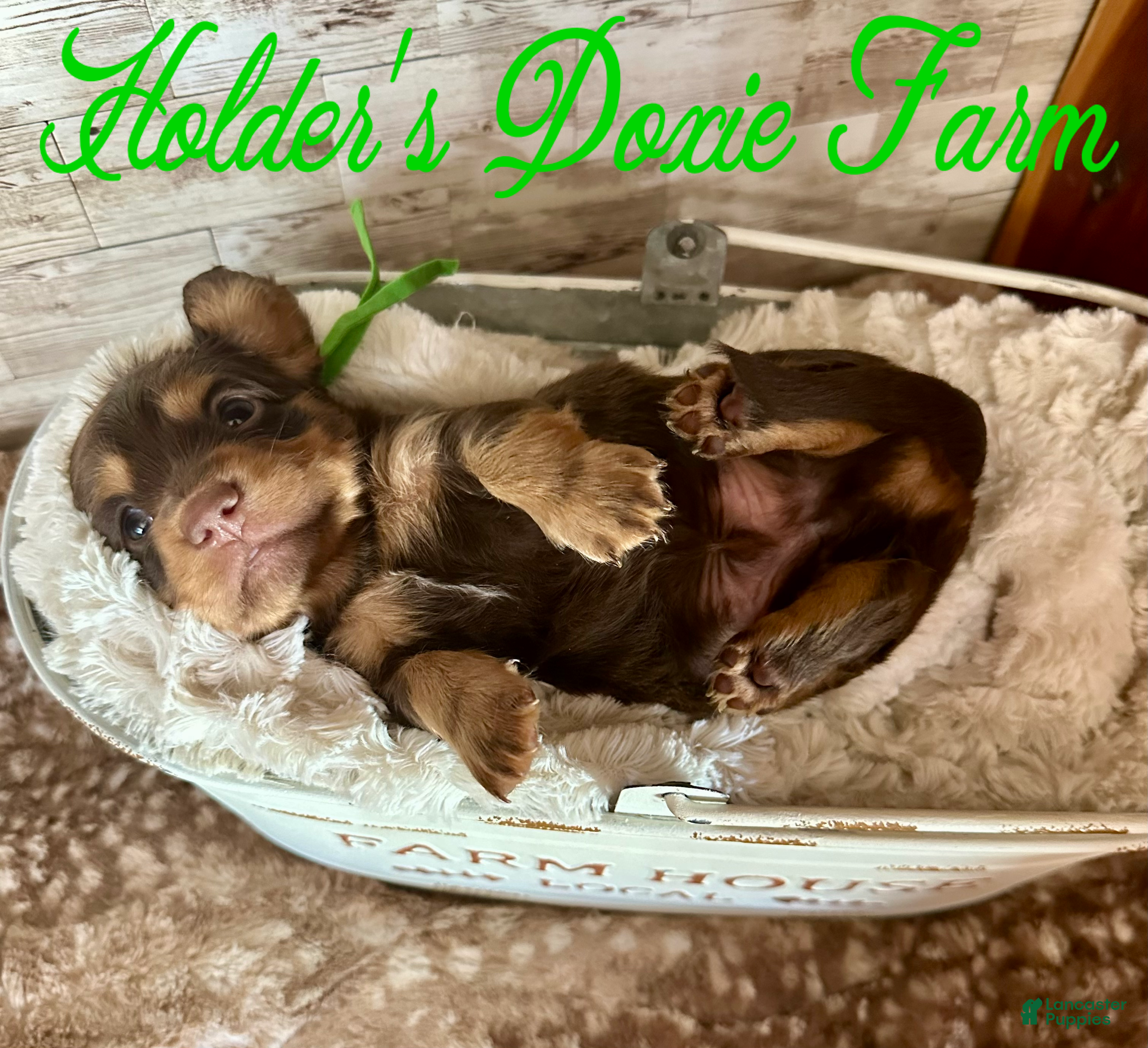 Miniature Dachshund dogs Bashful - Ad 26