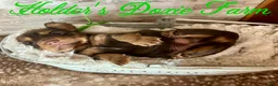 Miniature Dachshund dogs for sale: Bashful - Ad 1
