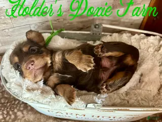 Miniature Dachshund dogs Bashful - Ad 40
